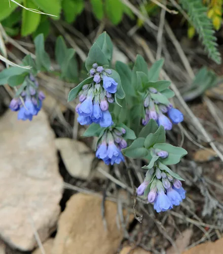 Prairie Bluebells