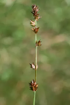 Grey Sedge thumbnail 4