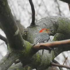 Red-bellied Woodpecker thumbnail 2