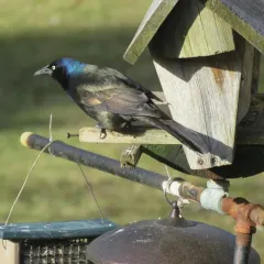 Common Grackle thumbnail 6