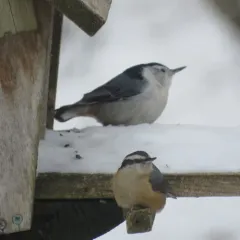 Red-breasted Nuthatch thumbnail 3