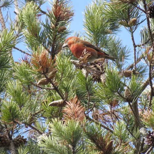 Red Crossbill