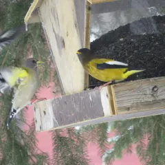 Evening Grosbeak thumbnail 4