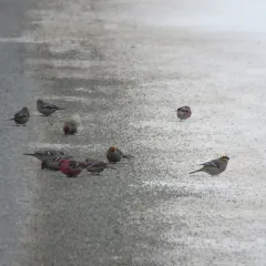 Pine Grosbeak thumbnail 3
