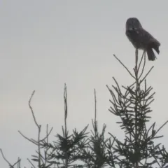 Great Gray Owl thumbnail 4