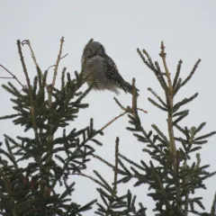 Northern Hawk Owl thumbnail 1