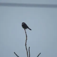 Canada Jay thumbnail 4
