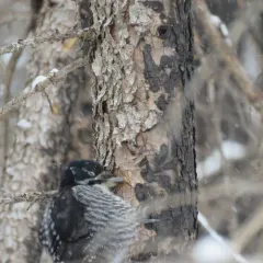 American Three-toed Woodpecker thumbnail 2