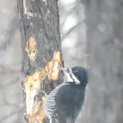 Black-backed Woodpecker thumbnail 3