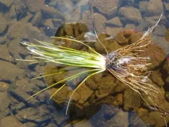 maritime quillwort thumbnail 2