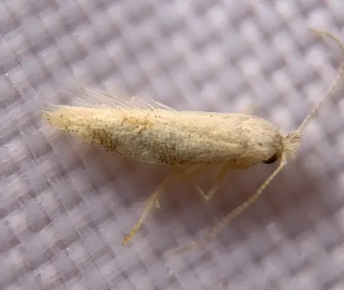 Bucculatrix packardella