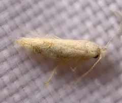 Bucculatrix packardella thumbnail 1