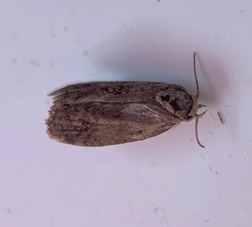 Panama Grass Tubeworm Moth