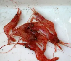 Aesop Shrimp thumbnail 4