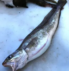 Red Hake thumbnail 4