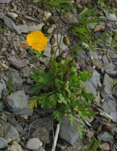 Iceland Poppy thumbnail 2