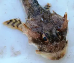 Longhorn Sculpin thumbnail 2