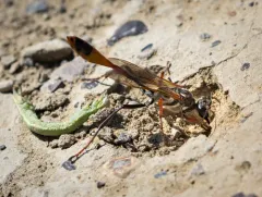 Abert's Thread-waisted Wasp thumbnail 3