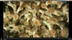 Deepwater coral thumbnail 4