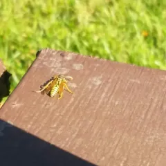 European Paper Wasp thumbnail 3
