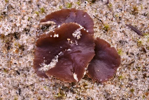 Discinella boudieri