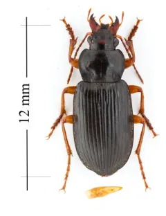 Anisodactylus verticalis thumbnail 3