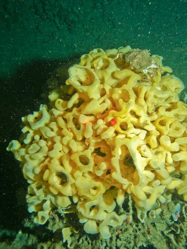 Cloud sponge