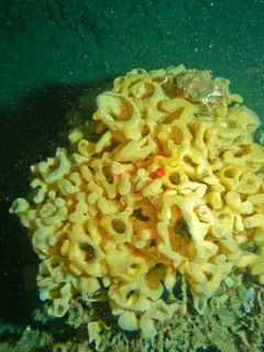 Cloud sponge thumbnail 1