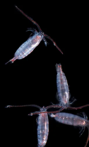 Neocalanus cristatus