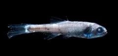 Northern Lampfish thumbnail 4