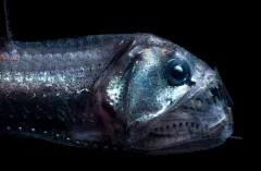 Pacific Viperfish thumbnail 3