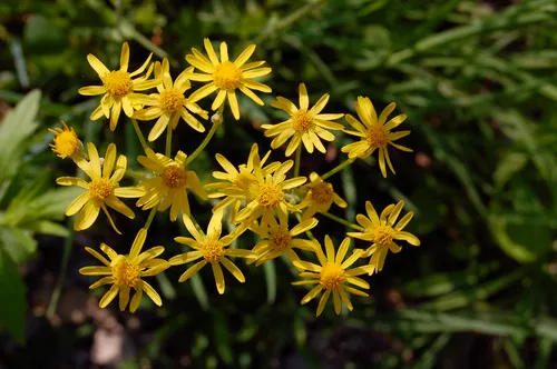 balsam ragwort