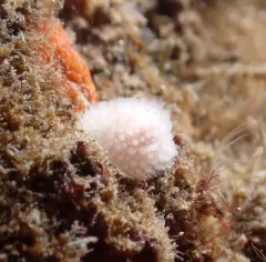 Fuzzy Onchidoris thumbnail 3