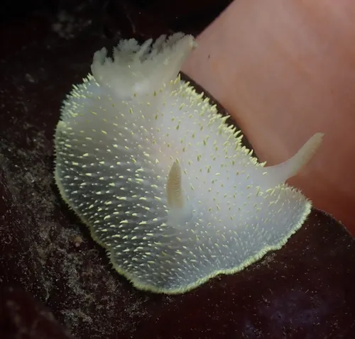 Hudson's Horned Dorid