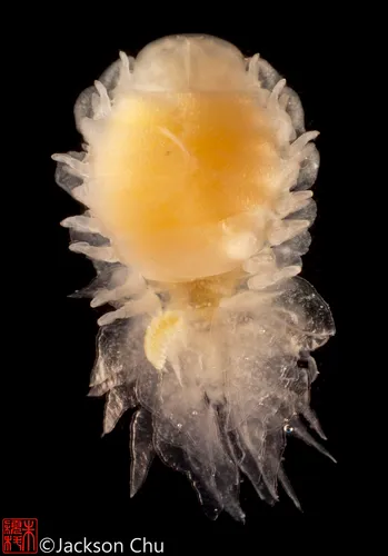 Pseudione galacanthae