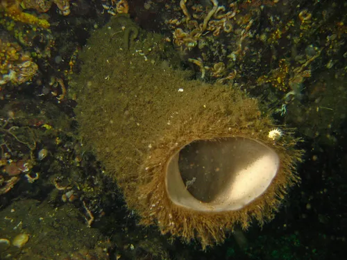 Boot Sponge