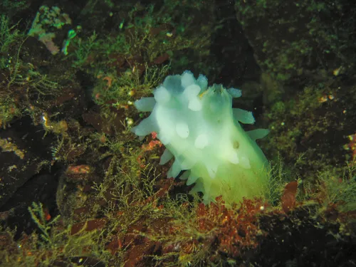Ascidia paratropa