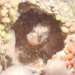 Mosshead Warbonnet thumbnail 3