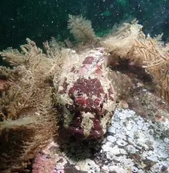 Smoothhead Sculpin thumbnail 2