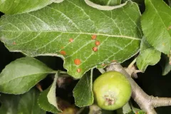 Frogeye Leaf Spot thumbnail 4