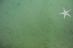 Mediaster tenellus thumbnail 2