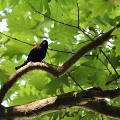 Red-winged Blackbird thumbnail 4