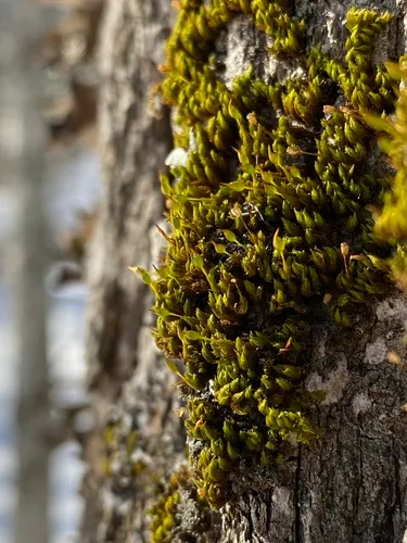 Train Track Moss