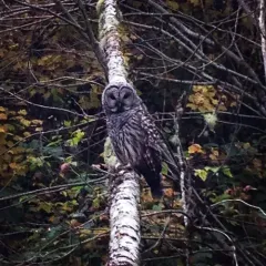 Barred Owl thumbnail 2