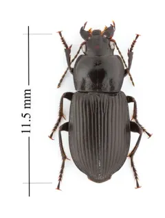 Anisodactylus kirbyi thumbnail 2