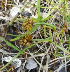 Curved Sedge thumbnail 1