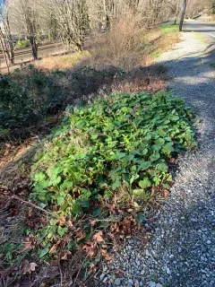 Winter Heliotrope thumbnail 2