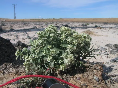 Davis' peppergrass