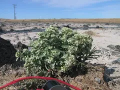 Davis' peppergrass thumbnail 1
