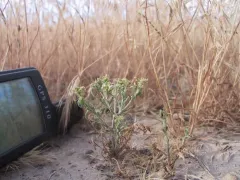 Slickspot peppergrass thumbnail 1